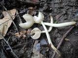 Helvella latispora image