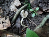 Helvella latispora image