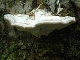Trametes gibbosa image