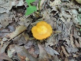 Humidicutis marginata image