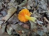 Humidicutis marginata image