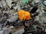 Humidicutis marginata image