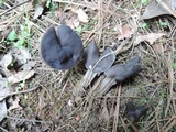 Helvella lacunosa image