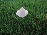 Conocybe apala image