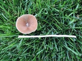 Conocybe apala image