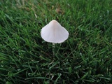 Conocybe apala image