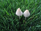 Conocybe apala image