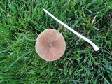 Conocybe apala image