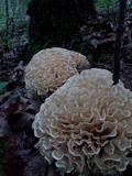 Sparassis spathulata image