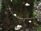 Trametes gibbosa image