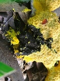 Fuligo septica image