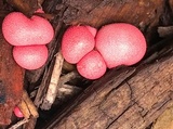 Lycogala epidendrum image