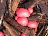 Lycogala epidendrum image