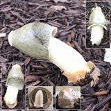 Phallus ravenelii image