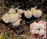 Lycoperdon curtisii image