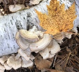 Trametes suaveolens image