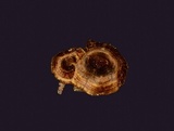 Coltricia cinnamomea image