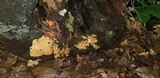 Ceriporia spissa image