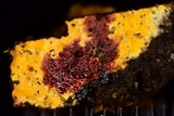 Ceriporia spissa image