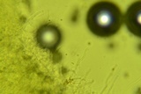 Ceriporia spissa image