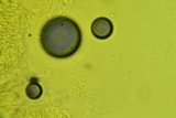 Ceriporia spissa image