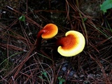 Ganoderma sichuanense image