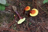 Ganoderma sichuanense image