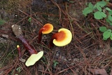 Ganoderma sichuanense image