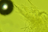 Tyromyces chioneus image