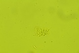 Tyromyces chioneus image
