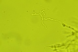 Tyromyces chioneus image