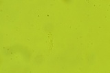 Tyromyces chioneus image