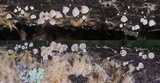 Chromocyphella muscicola image