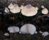 Lentinellus pulvinulus image