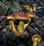 Cortinarius clelandii image