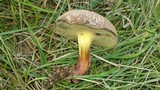 Boletus chrysenteron image