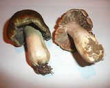 Tricholoma luridum image