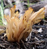 Clavulina vinaceocervina image