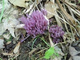 Clavaria zollingeri image