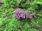 Clavaria zollingeri image