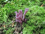 Clavaria zollingeri image
