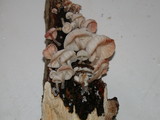 Hemimycena candida image
