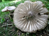 Volvariella taylori image