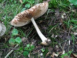Volvariella taylori image