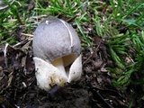 Volvariella taylori image