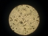 Volvariella taylori image