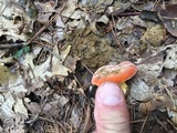 Lactifluus hygrophoroides image