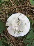 Amanita longipes image