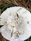 Amanita longipes image