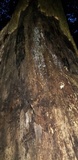Ductifera pululahuana image